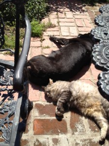 Shadow and Luna, lounging