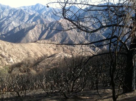 The fire burned hot and fast and the slopes looked like this afterward.