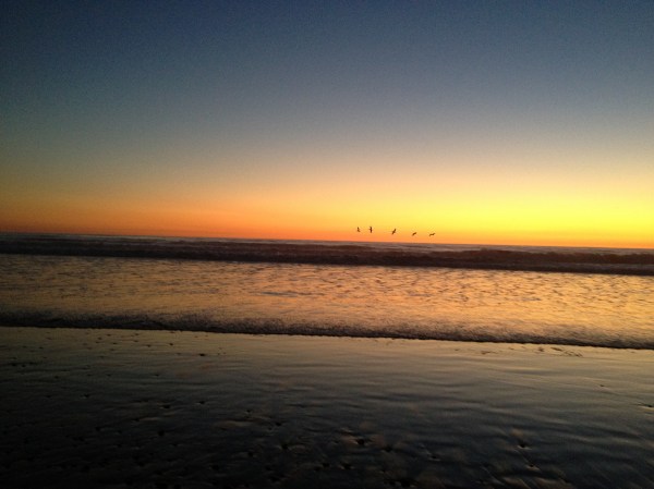 Pelicans at sunrise, Carlsbad Beach, San Diego County, CA