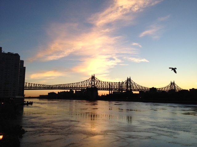 Pelican at sunrise, East River, NYC.
