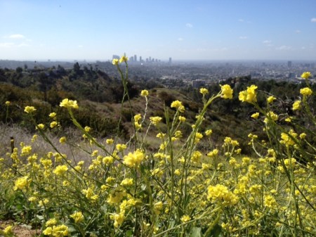 wildflowersDTLA