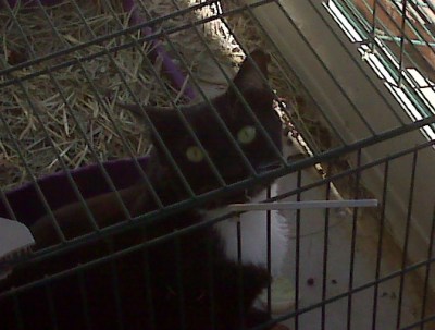 Bop grew up to disdain other animals, with one exception. She enjoyed our rabbit Cookie, a bold and aggressive rescue bunny. Bop loved to hang out in Cookie's cage. An extreme sport. Cookie would have killed anybody (not an exaggeration) she caught in her cage.