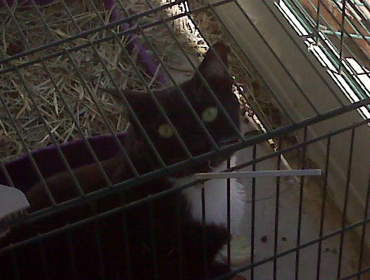 Bop grew up to disdain other four-legs, with one exception. She enjoyed our rabbit Cookie, a bold and aggressive rescue bunny. Bop loved to hang out in Cookie's cage. An extreme sport. Cookie would have killed anybody (not an exaggeration) she caught in her cage.