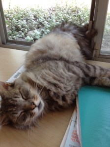 A nice soft stack of papers makes an excellent nap site.