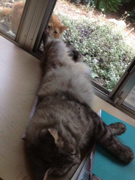 I've never sniffed the bottom of his paw before.