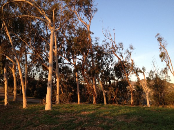 Eucalyptus trees at dawn.