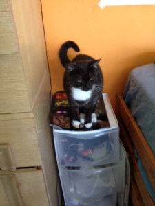 This time, the target is Arrow, just awakened from a nap to find Bop glaring at her.