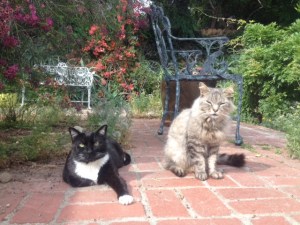 The oldsters, Bop and Luna, age 10.