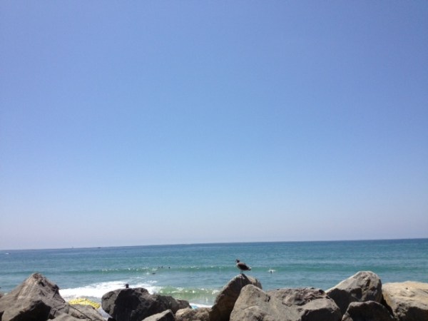 Ocean with gull, in landscape mode.