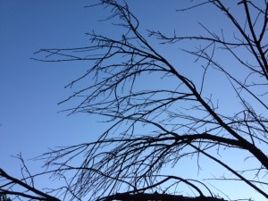 Dead tree, landscape mode