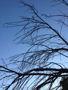 Dead tree, portrait mode