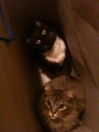 Bagful of cats.