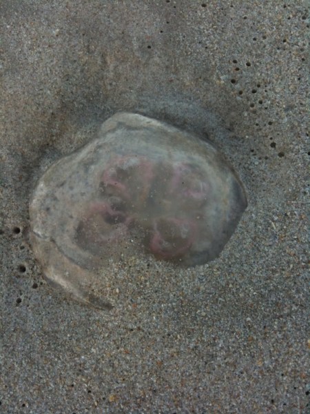 Dead jellyfish covered the beach like land mines.