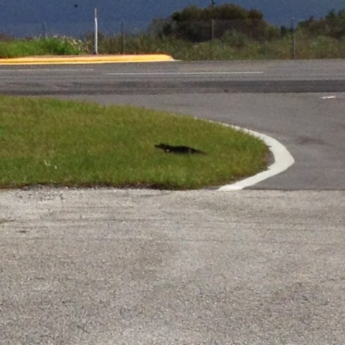 Young alligator fleeing our car in Arcadia, Florida.