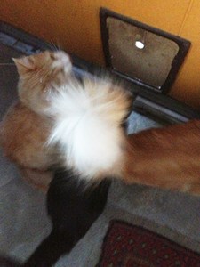 There are three cats here, one obscured by another's bushy tail.