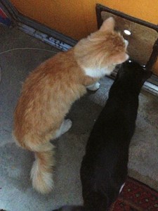 CatdoorPoisedDark-photoshop