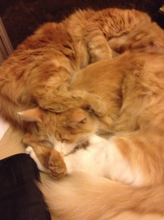 They are bigger now and less likely to all three fit in the same sleep spot. Here are Bo and Leo.