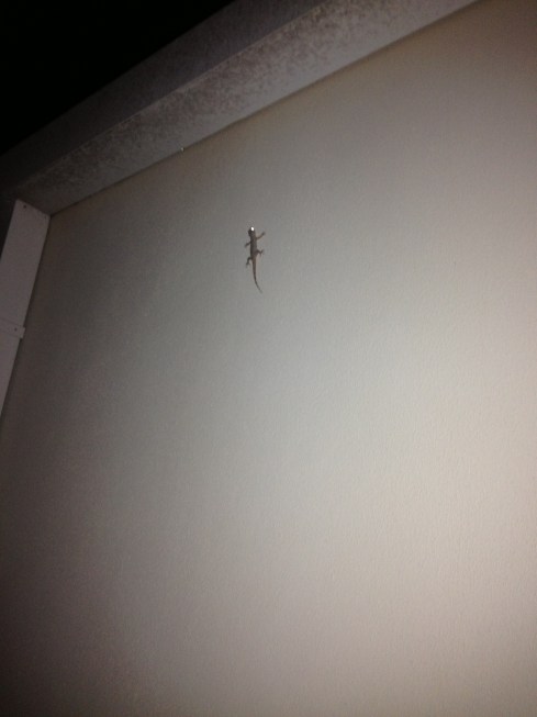 Apparently geckos are omni-urnal (?). Here is one on the wall of an outdoor bar, late one evening, also in Punta Gorda, Florida.