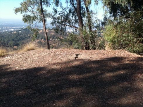 Sidewinder leaving a trail in Griffith Park, CA: hauling ass to escape from all the hikers trying to snap photos and otherwise ogle it.