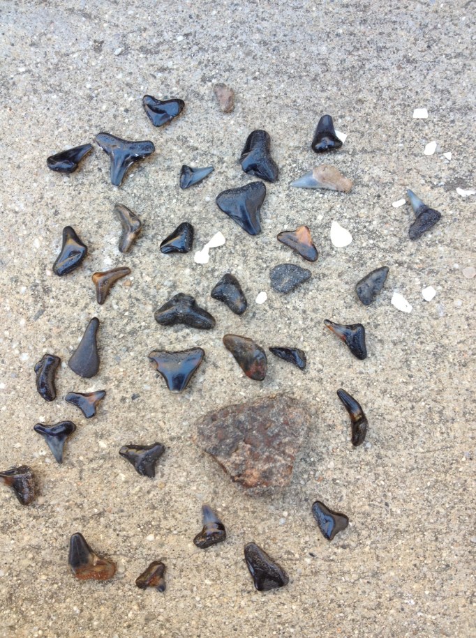 The results of my hour of searching, discovered one tooth at a time.