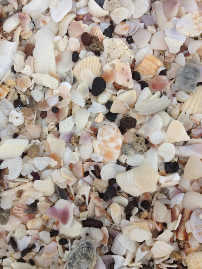 Actually, you need to look more closely. Be prepared to be distracted by all the amazing shell fragments!