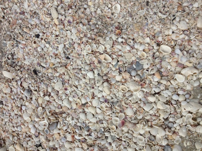 There, see all those fossil teeth?