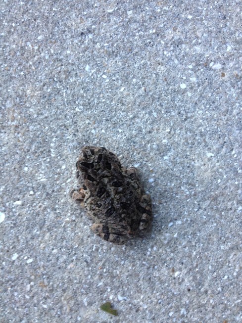 Toad on a walkway, Punta Gorda, Florida.