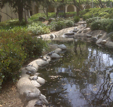 Turtle fun in the sun.