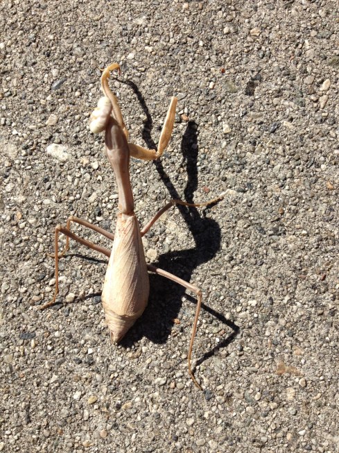Walking Stick on a sidewalk in Pasadena, California.