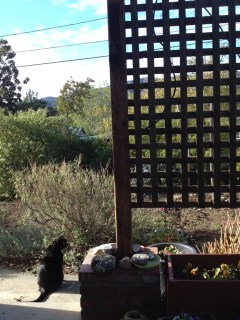 What I see this morning as I write this.