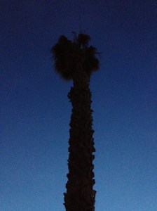 Not, technically, a selfie.