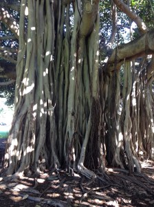 HawaiiBanyanTree2014-03-14 09.12.08