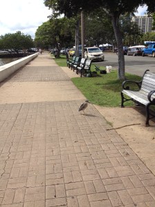 HawaiiBird2014-03-09 14.07.08