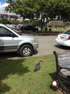 HawaiiBirdAway2014-03-09 14.07.21