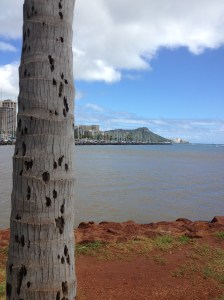 HawaiiDiamondHeadBugs2014-03-09 14.16.30