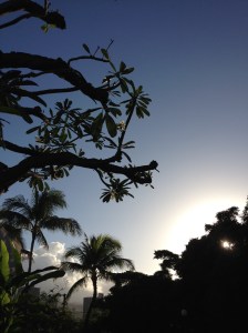 HawaiiPlumeriaTree2014-03-10 07.38.46