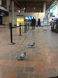 RestonAmtrakPigeons