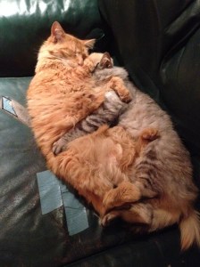 If there exists a cuter cat picture, please comment me the link!