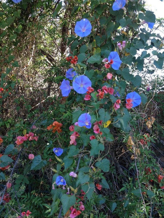 Another year of morning glory invasion begins.