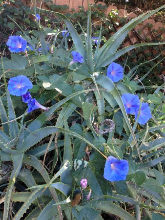Morning glory appears to encircle this aloe. By mid-summer, it will have strangled the aloe unless ripped away.