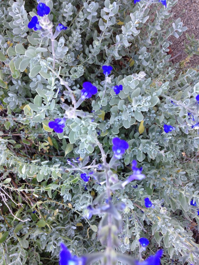 Gray green leaves, purple-blue flowers, and a wondrous spicy fragrance - this sage has got it all!