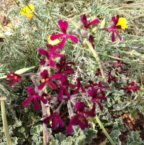 The ... er... purple one.