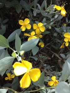 Imagine these flowers filling your screen and your vision. That is the Spring experience near a Channel Island Bush Poppy.