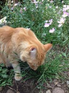 SpringLeo2014-05-03 15.08.17