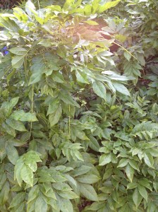 It is like a cave inside this thick wisteria.