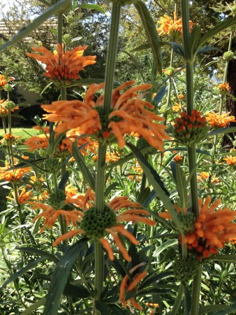 The... er... one with tall spikes of orange flowers.