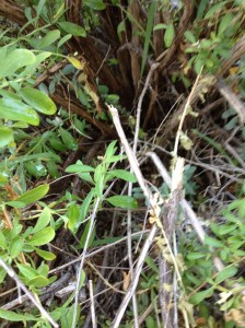 Memorize the damage to this sage. You will soon be asked to tap this memory.