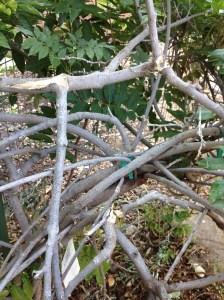Bear(?) damage to the wisteria.