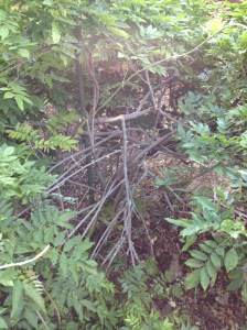 Does this remind you of any damaged plant you have recently viewed?