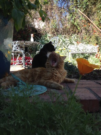 Leo in foreground, another possible plant-murdering suspect, Arrow, behind him. Not yet trampled poppy in foreground.
